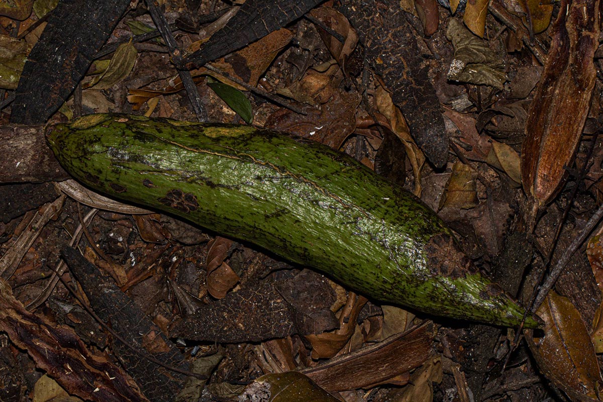 Entandrophragma excelsum