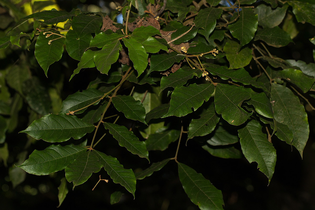 Lepidotrichilia volkensii