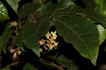 Lepidotrichilia volkensii