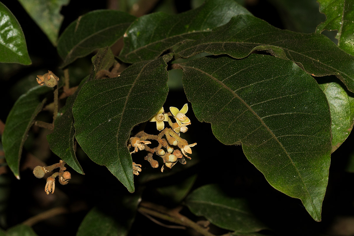 Lepidotrichilia volkensii