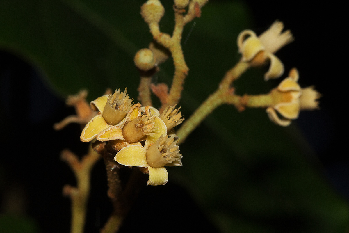 Lepidotrichilia volkensii