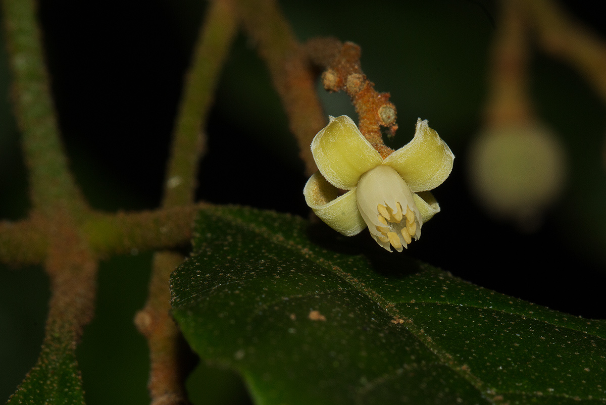 Lepidotrichilia volkensii