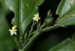 Olax gambecola