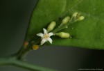 Olax gambecola