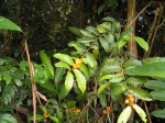 Dichapetalum heudelotii var. heudelotii