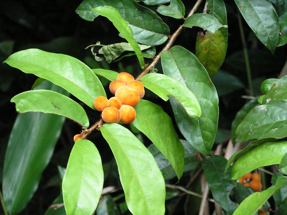Dichapetalum heudelotii var. heudelotii