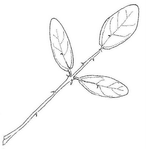 Erythrina baumii Erythrina baumii