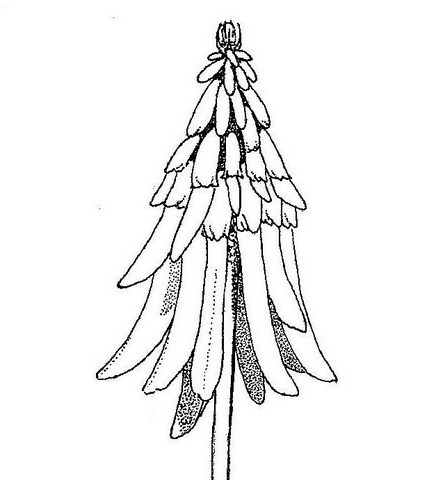 Erythrina baumii Erythrina baumii