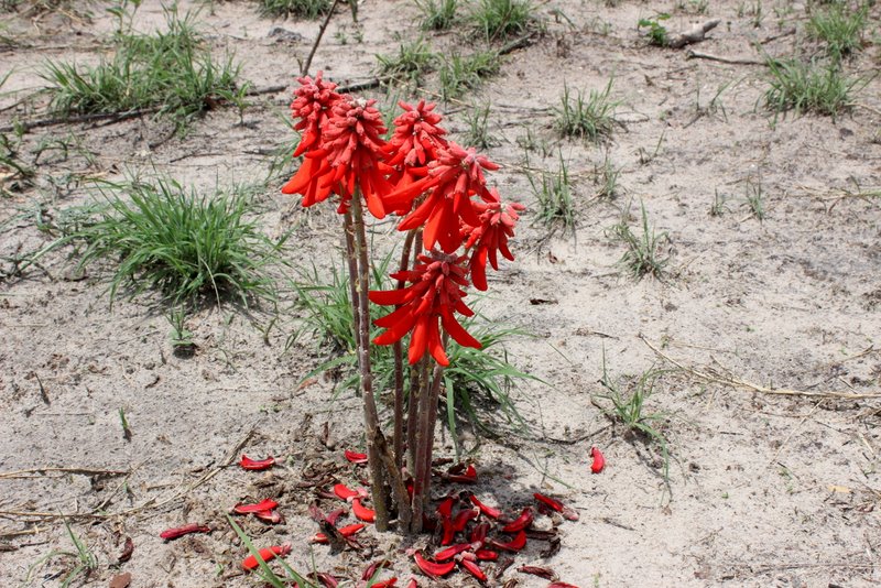 Erythrina baumii Erythrina baumii