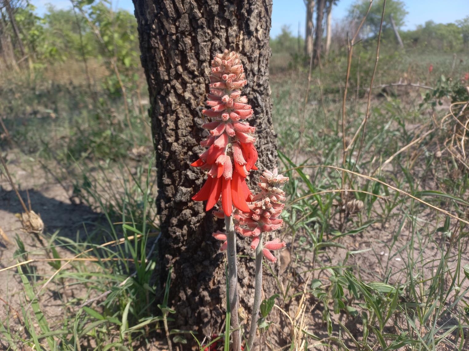 Erythrina baumii