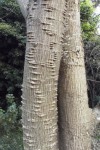 Erythrina excelsa
