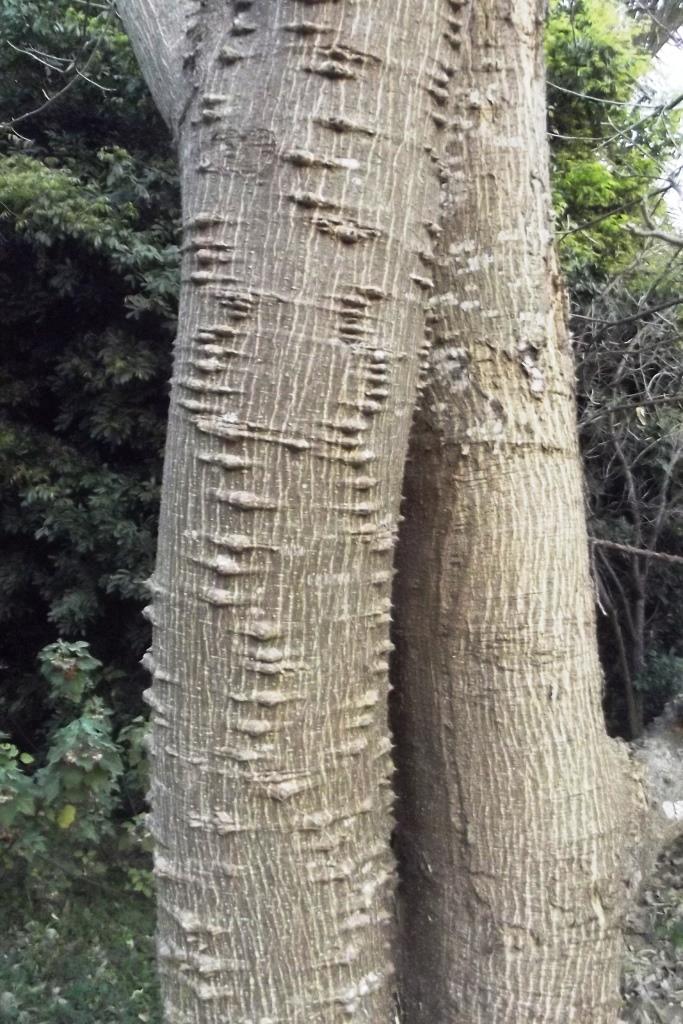 Erythrina excelsa