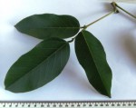 Erythrina excelsa