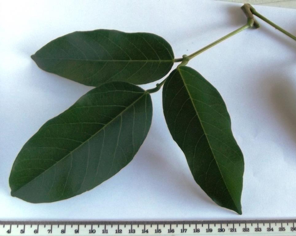 Erythrina excelsa