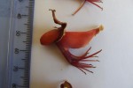 Erythrina excelsa