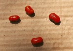 Erythrina excelsa