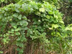 Mucuna poggei var. poggei