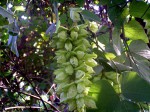 Mucuna poggei var. poggei