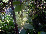 Mucuna poggei var. poggei