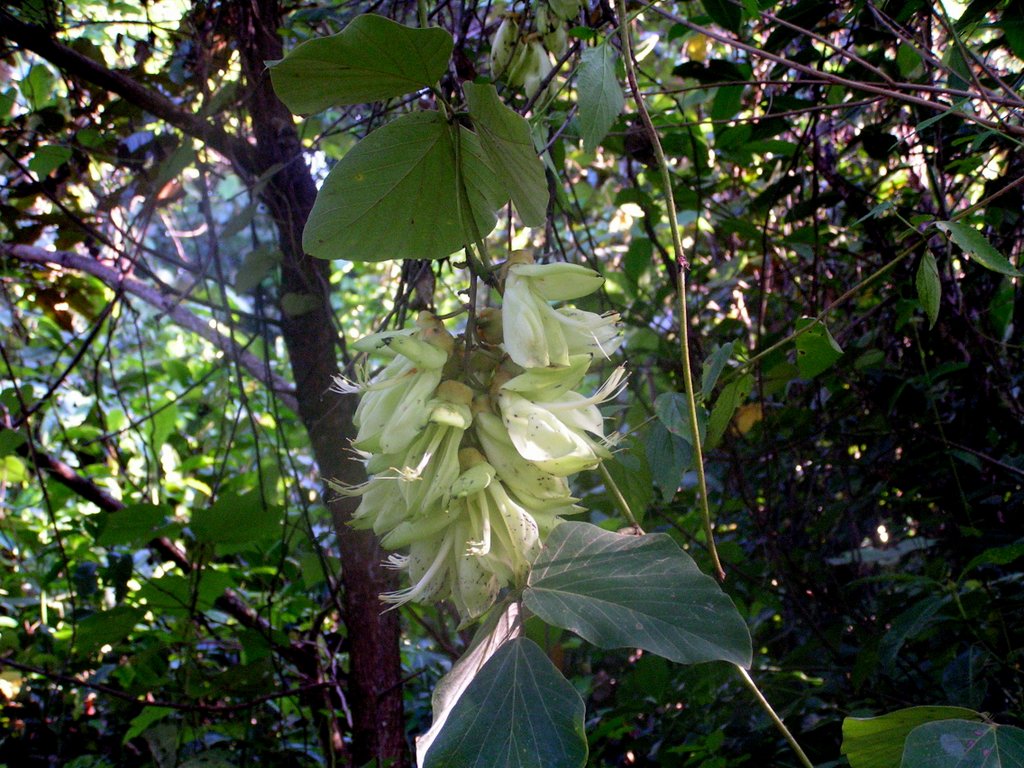 Mucuna poggei var. poggei