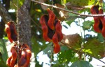 Mucuna poggei var. poggei