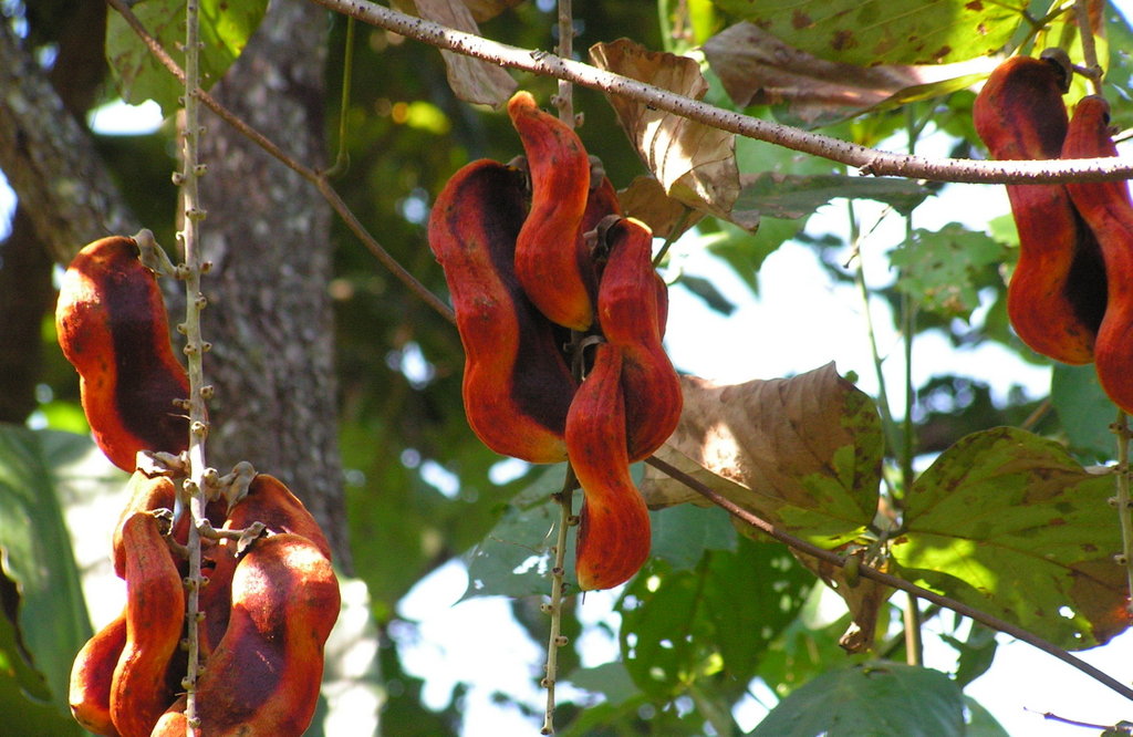 Mucuna poggei var. poggei