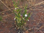 Clitoria kaessneri