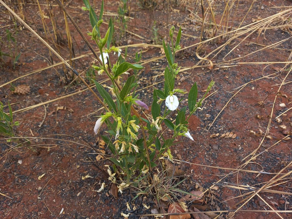 Clitoria kaessneri