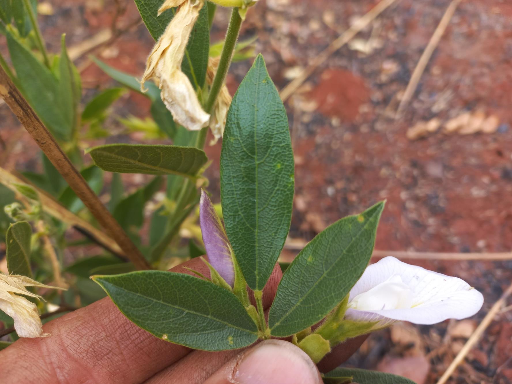 Clitoria kaessneri Clitoria kaessneri