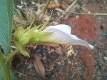 Clitoria kaessneri
