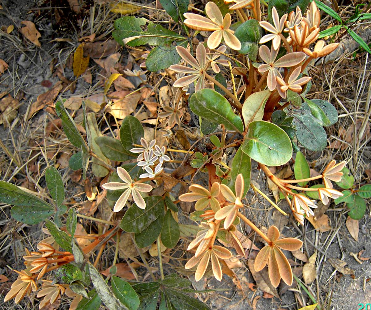 Oldfieldia dactylophylla