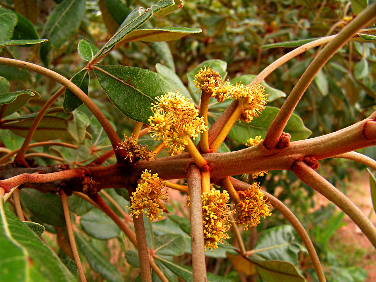 Oldfieldia dactylophylla