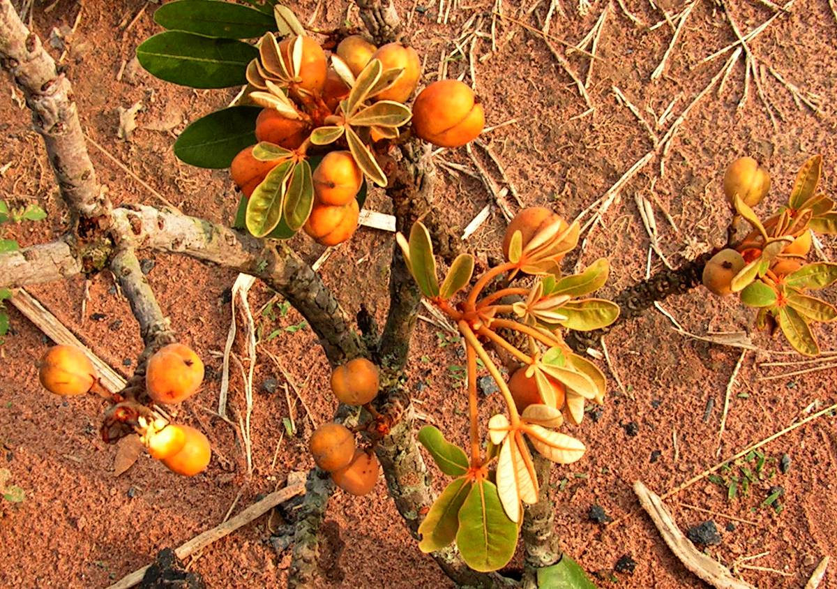 Oldfieldia dactylophylla