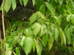 Sclerocroton cornutus