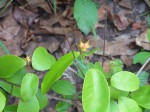 Sclerocroton cornutus