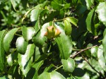 Sclerocroton cornutus