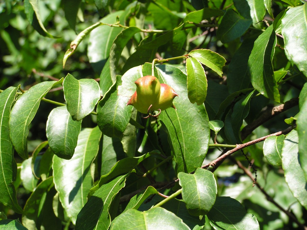 Sclerocroton cornutus