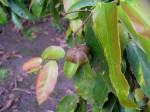 Sclerocroton cornutus