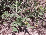Sclerocroton oblongifolius