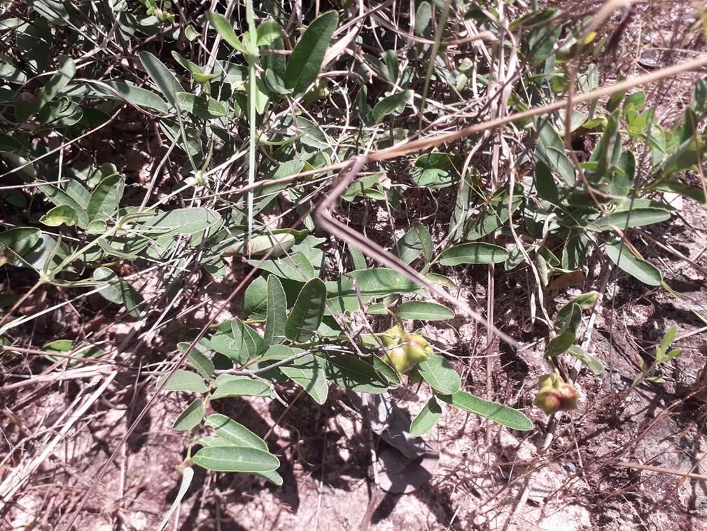 Sclerocroton oblongifolius Sclerocroton oblongifolius