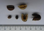 Sclerocroton oblongifolius