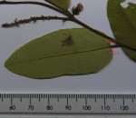 Sclerocroton oblongifolius