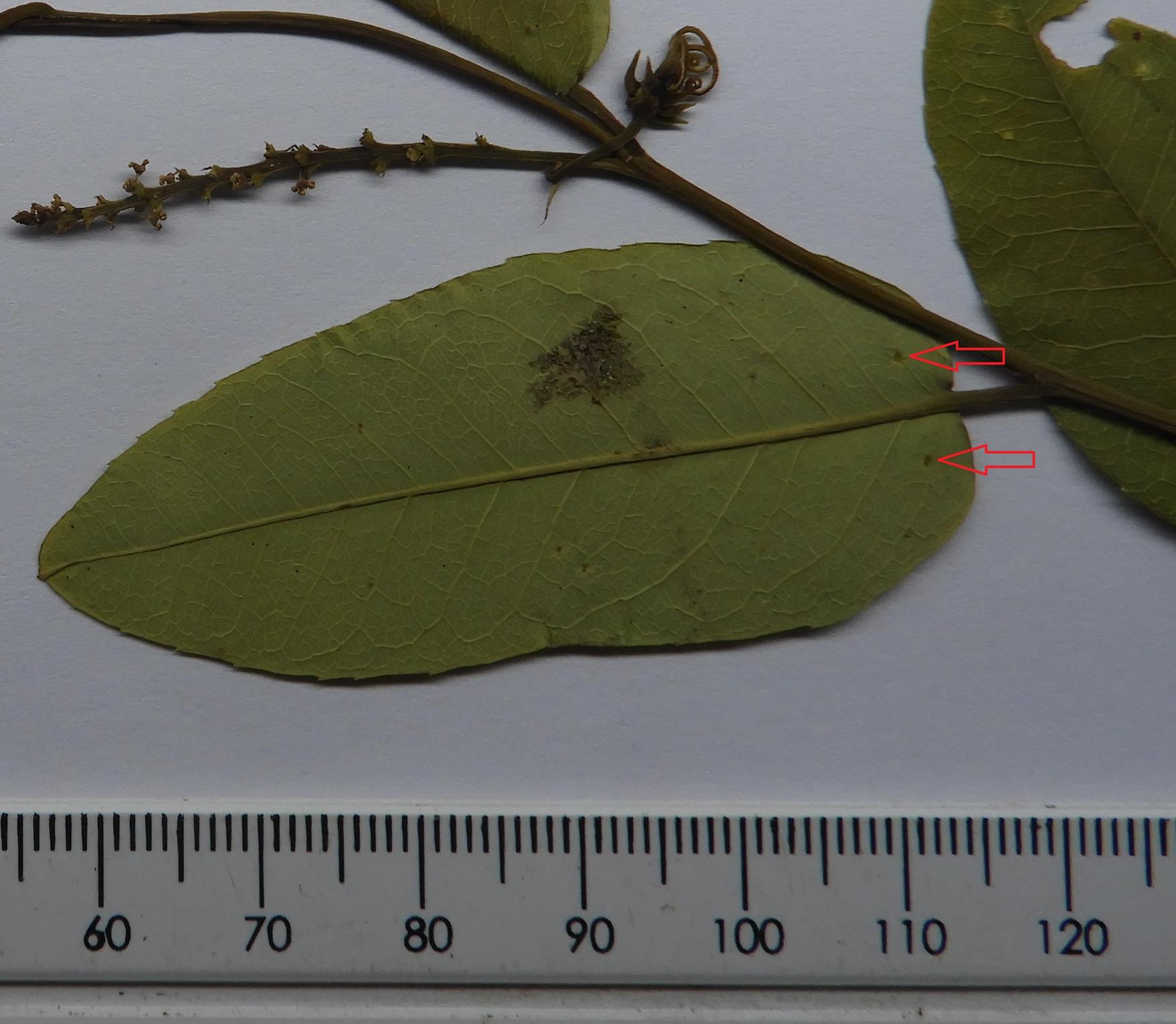 Sclerocroton oblongifolius Sclerocroton oblongifolius