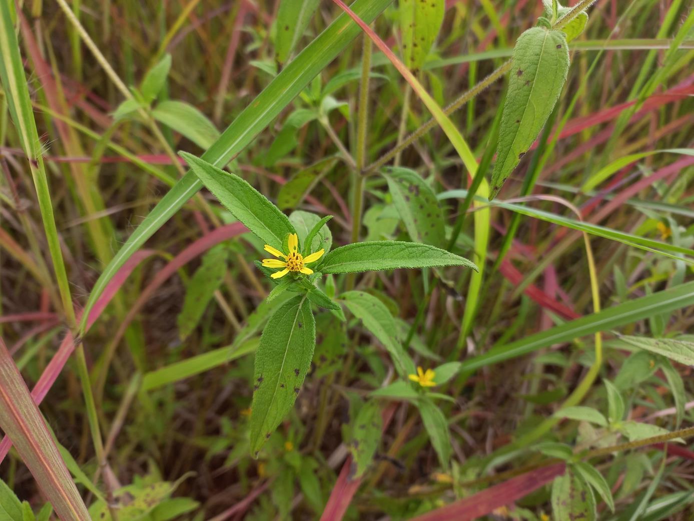 Aspilia ciliata