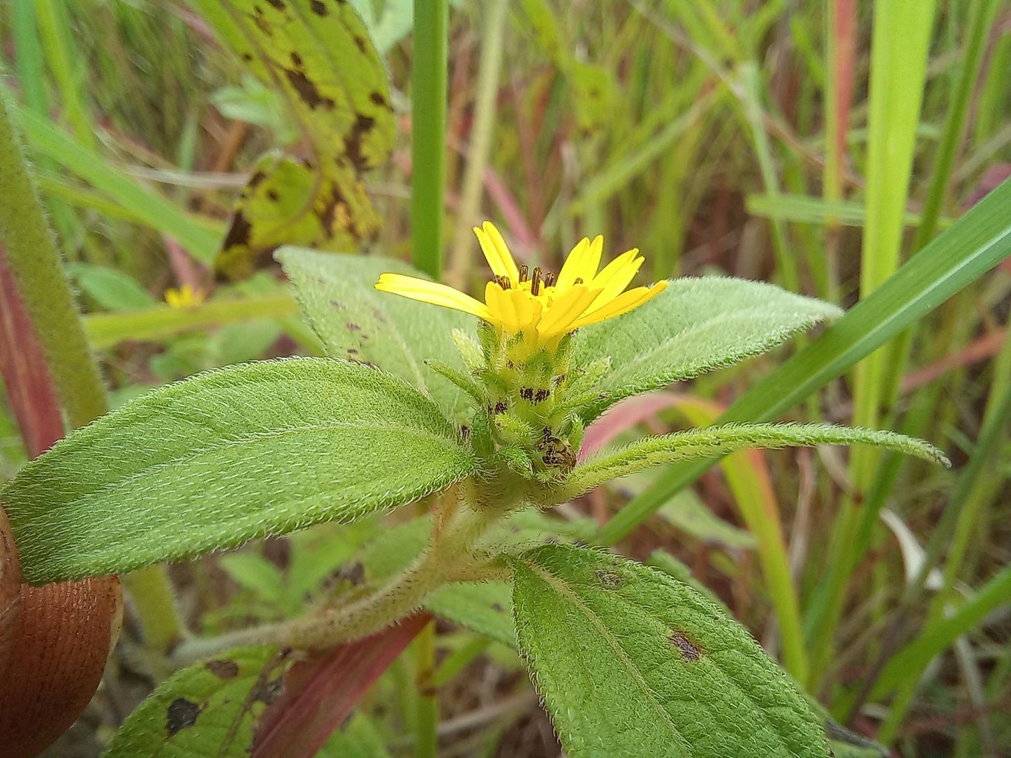 Aspilia ciliata