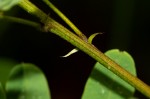 Indigofera roseo-caerulea