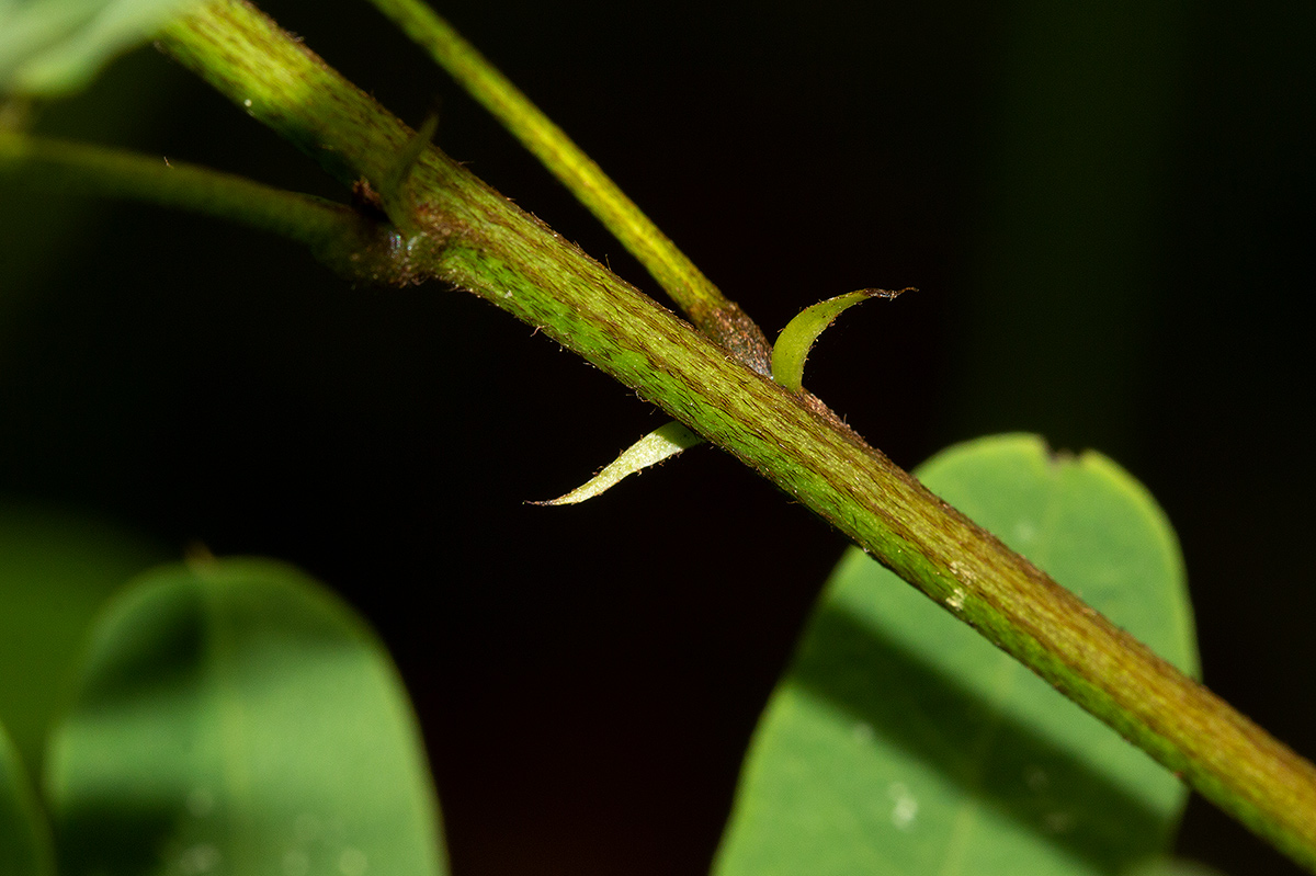 Indigofera roseo-caerulea