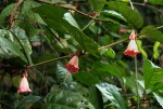 Sherbournia bignoniiflora var. bignoniiflora