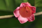 Sherbournia bignoniiflora var. bignoniiflora