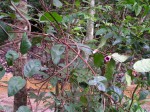 Sherbournia bignoniiflora var. bignoniiflora